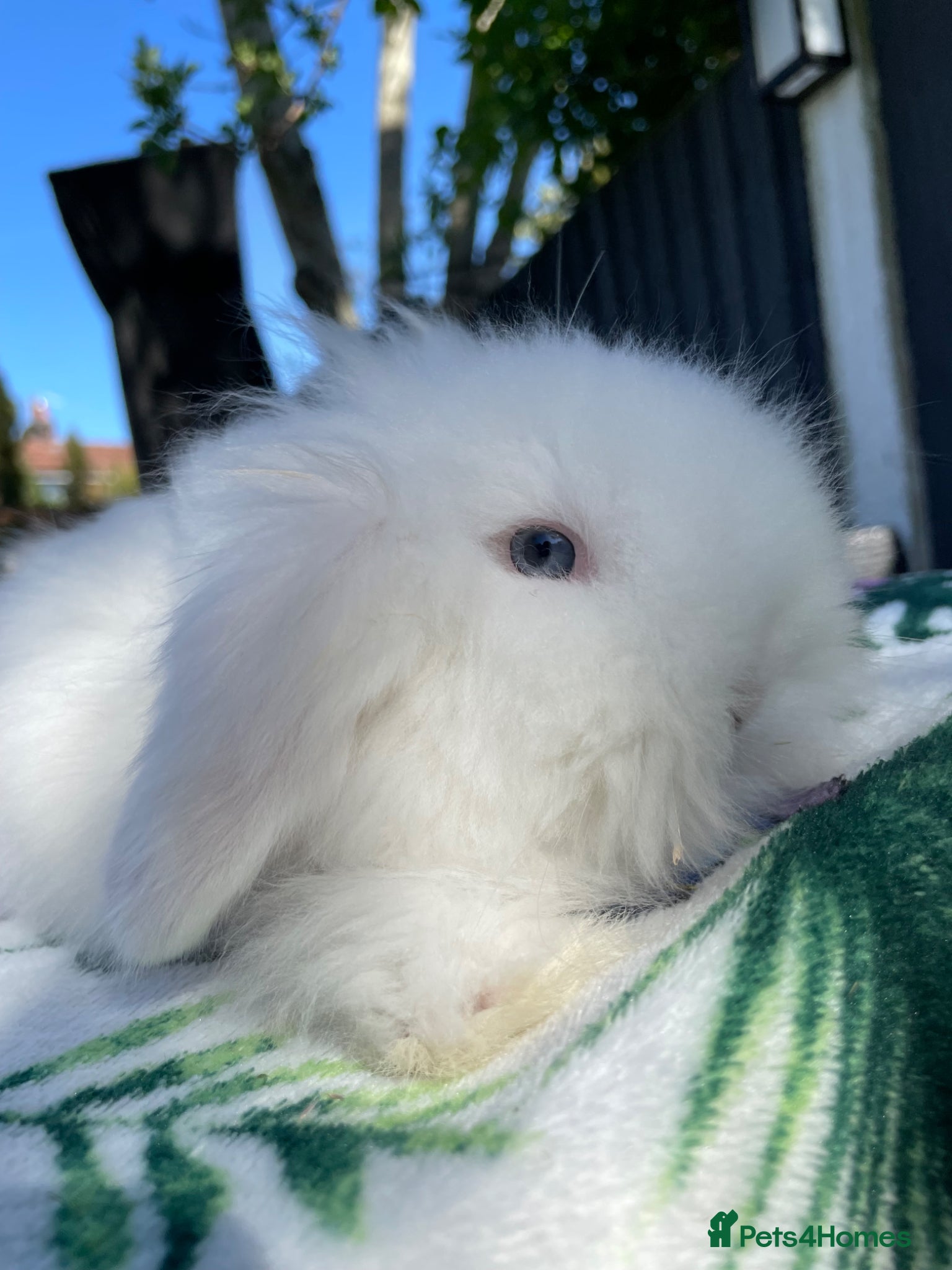 Mini Lion Lop rabbits Stunning TeddyWidder Babies - Advert 17