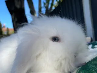 Mini Lion Lop rabbits Stunning TeddyWidder Babies - Advert 13