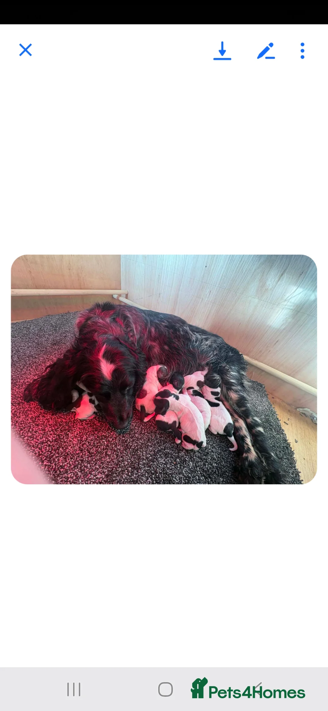 Sprocker dogs for sale: Sprocker Pups. - Advert 2