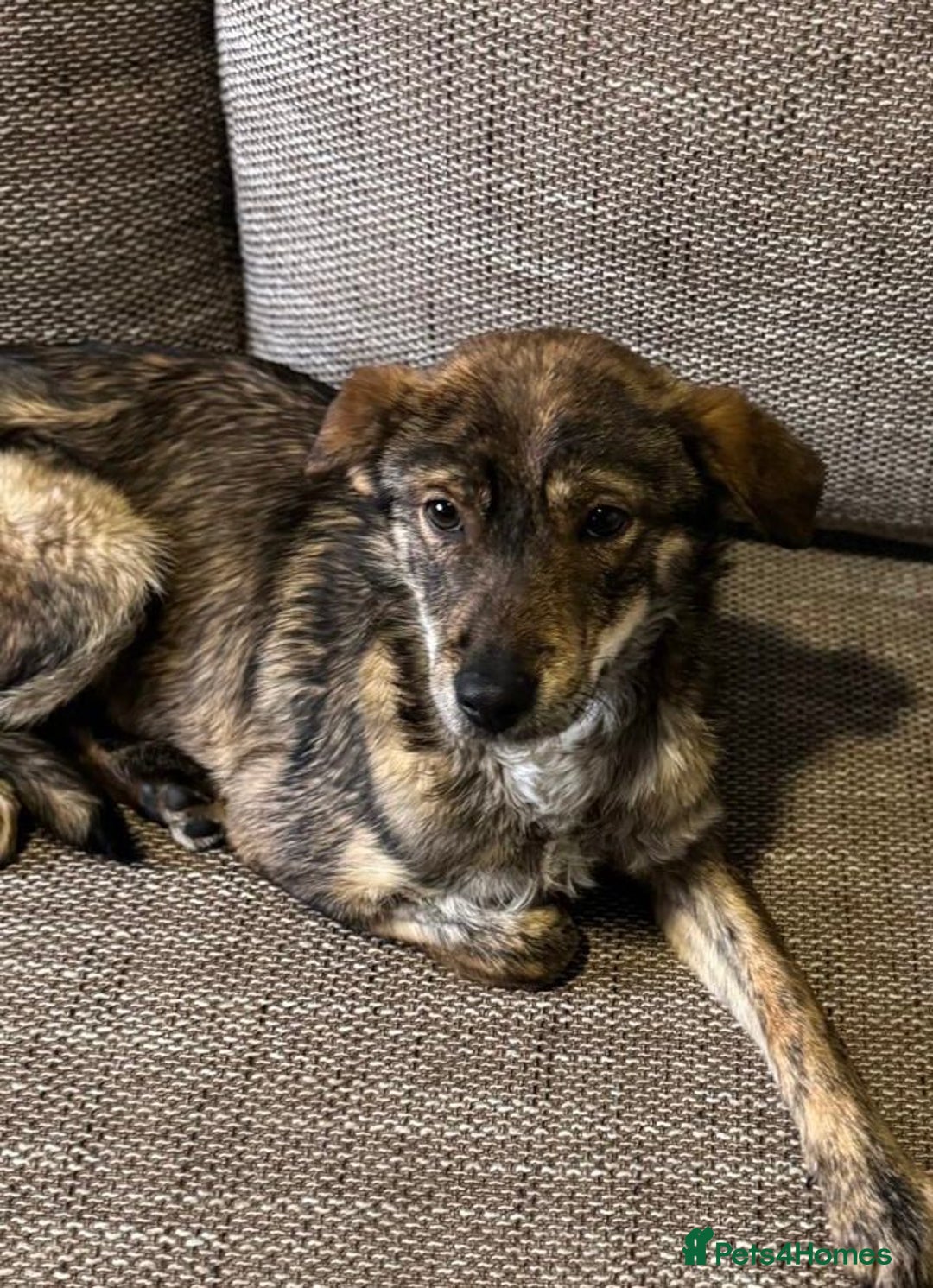 Mixed Breed dogs for adoption: Beautiful Bella needs her special home - Advert 6