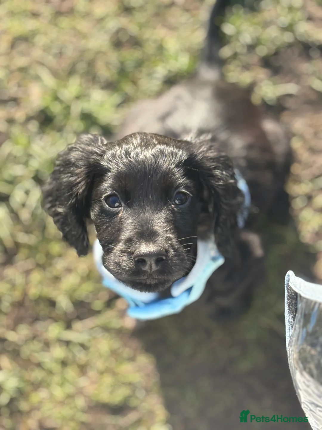 Sprocker dogs for sale: Daisy and dug  - Advert 3