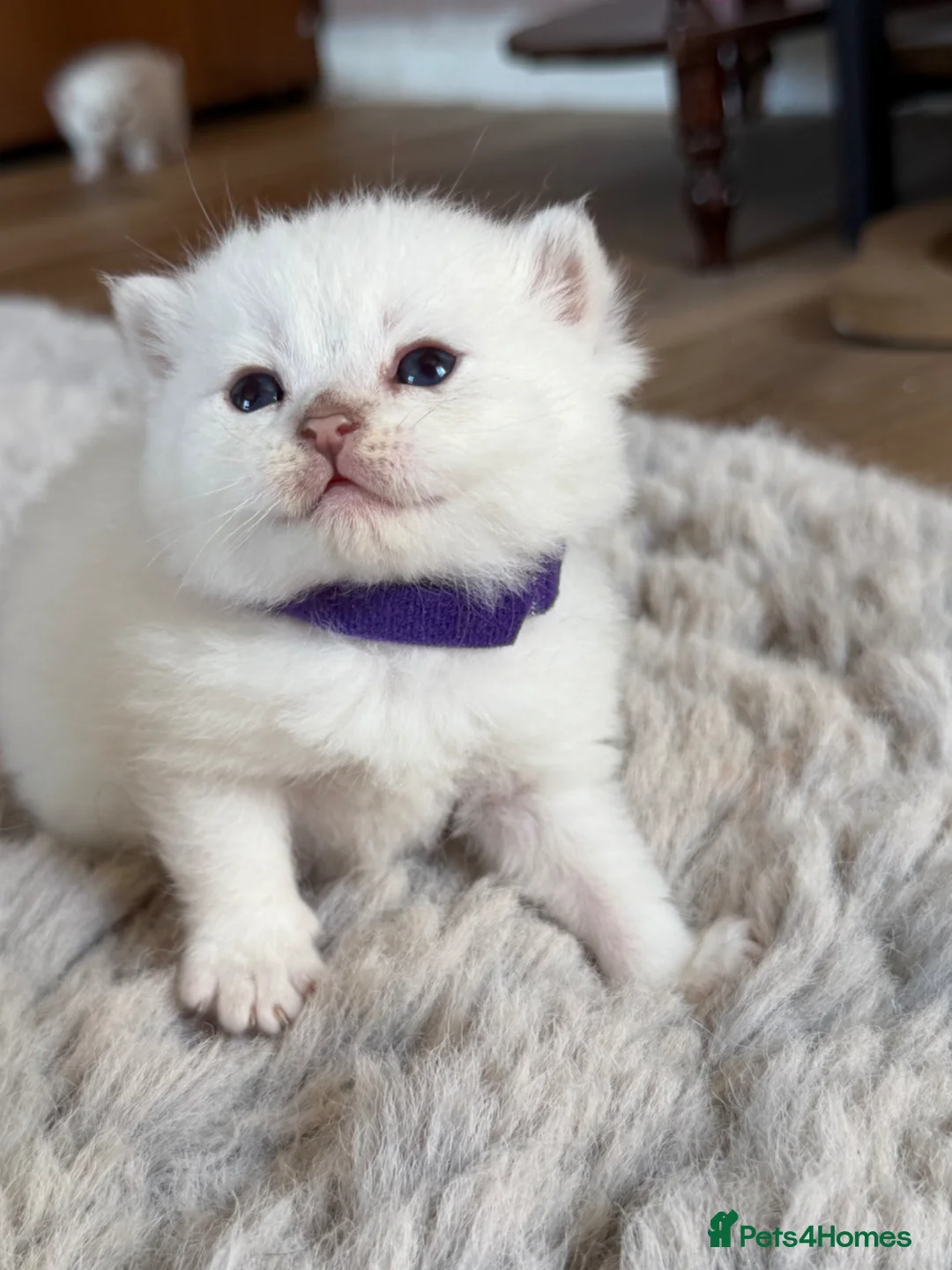 British Longhair cats for sale: British LH/ shorthair golden point kittens GCCF  - Advert 2