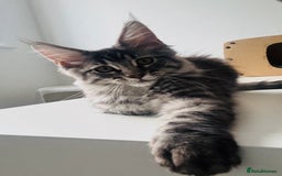 Maine Coon cats for sale: Mr Fink. Loving huge Maine coon - Image 6