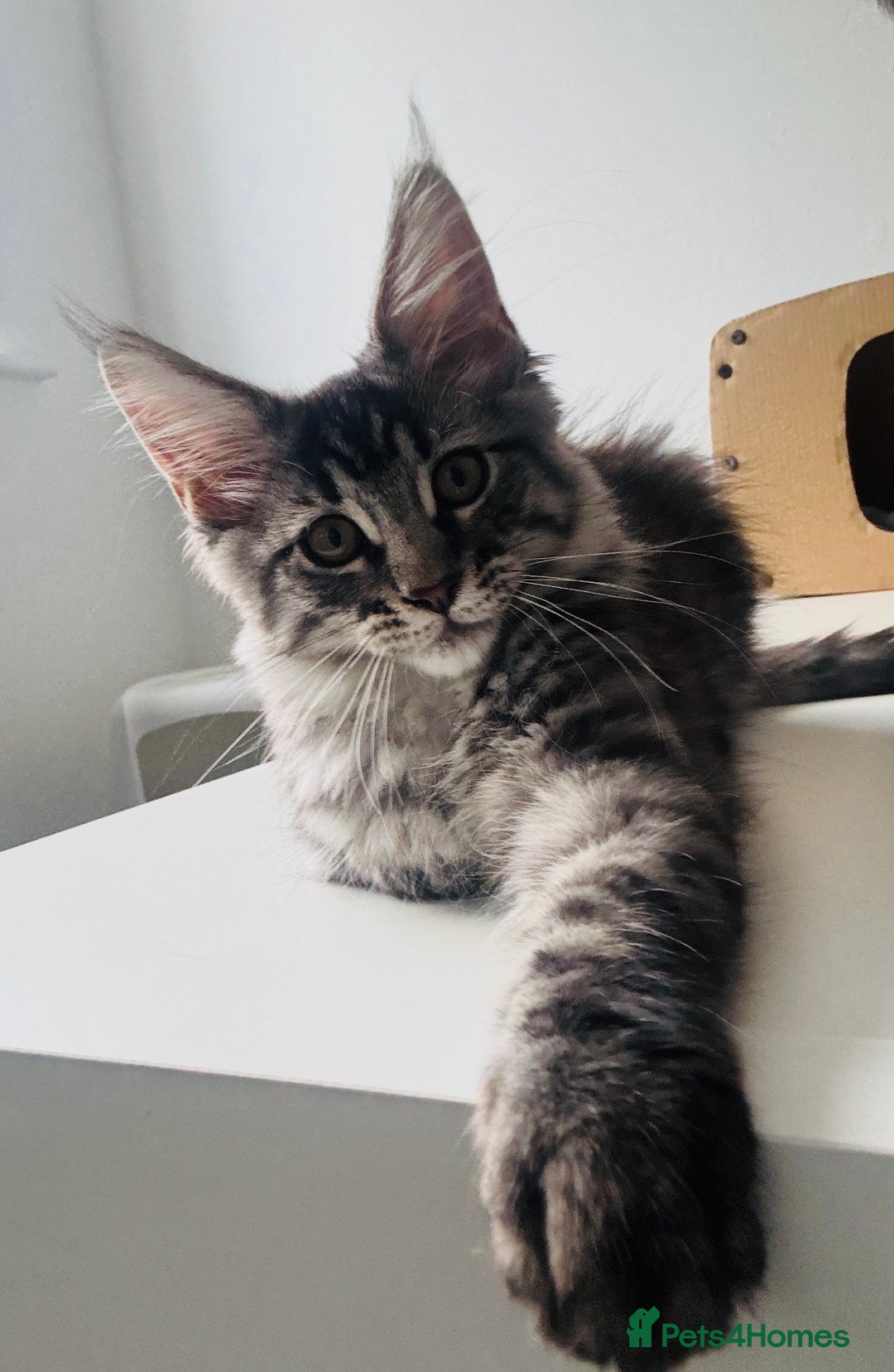 Maine Coon cats for sale: Mr Fink. Loving huge Maine coon - Image 6