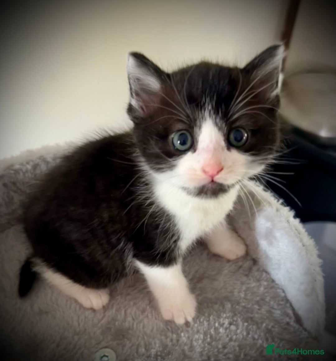 Ragdoll cats for sale: Ragdoll x Kittens ( prices vary)  - Image 9