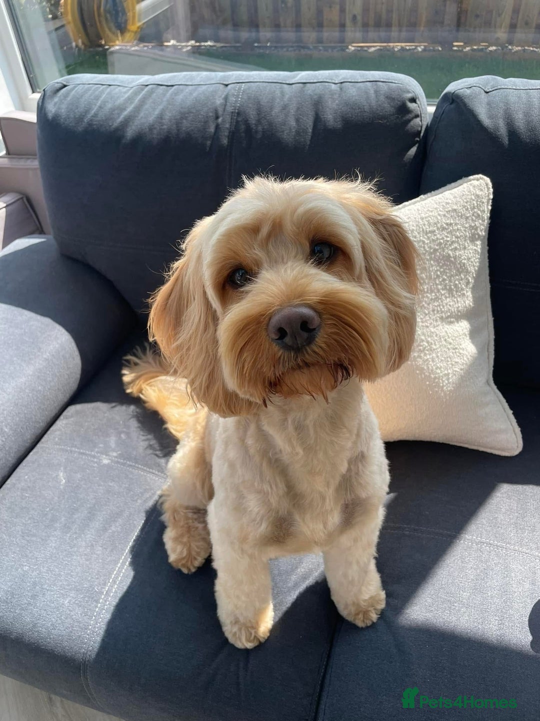 Mixed Breed dogs for sale: Shihpoo x Cockapoo Puppies 🐶  - Advert 2