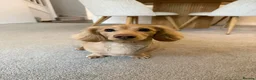 Miniature Dachshund dogs for stud: Long Haired Miniature Dachshund Stud in Eastbourne - Advert 2