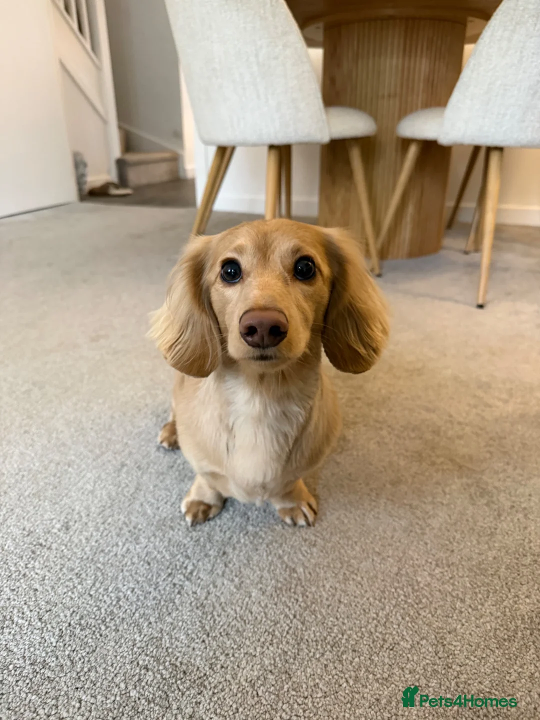 Miniature Dachshund dogs for stud: Long Haired Miniature Dachshund Stud in Eastbourne - Advert 2