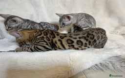 Bengal cats for sale: Bangal Kittens  - Image 16