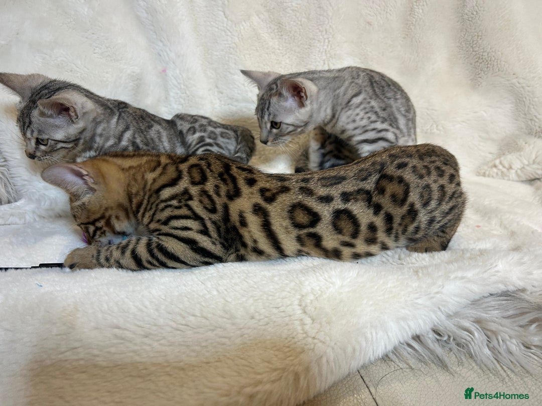 Bengal cats for sale: Bangal Kittens  - Image 16