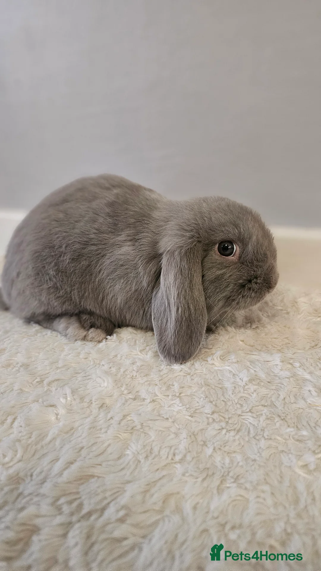 Mini Lop rabbits for sale: 2 available-Beautiful mini lop Boy bunnies 9 weeks - Advert 10