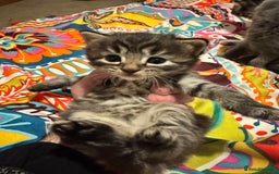 Mixed Breed cats for sale: 3 boys 3 girls  - Image 9