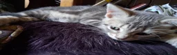 Mixed Breed cats for sale: ⭐️🐈SUPERB BENGAL X RUSSIAN BLUE 🐈⭐️ in Hatfield - Advert 16