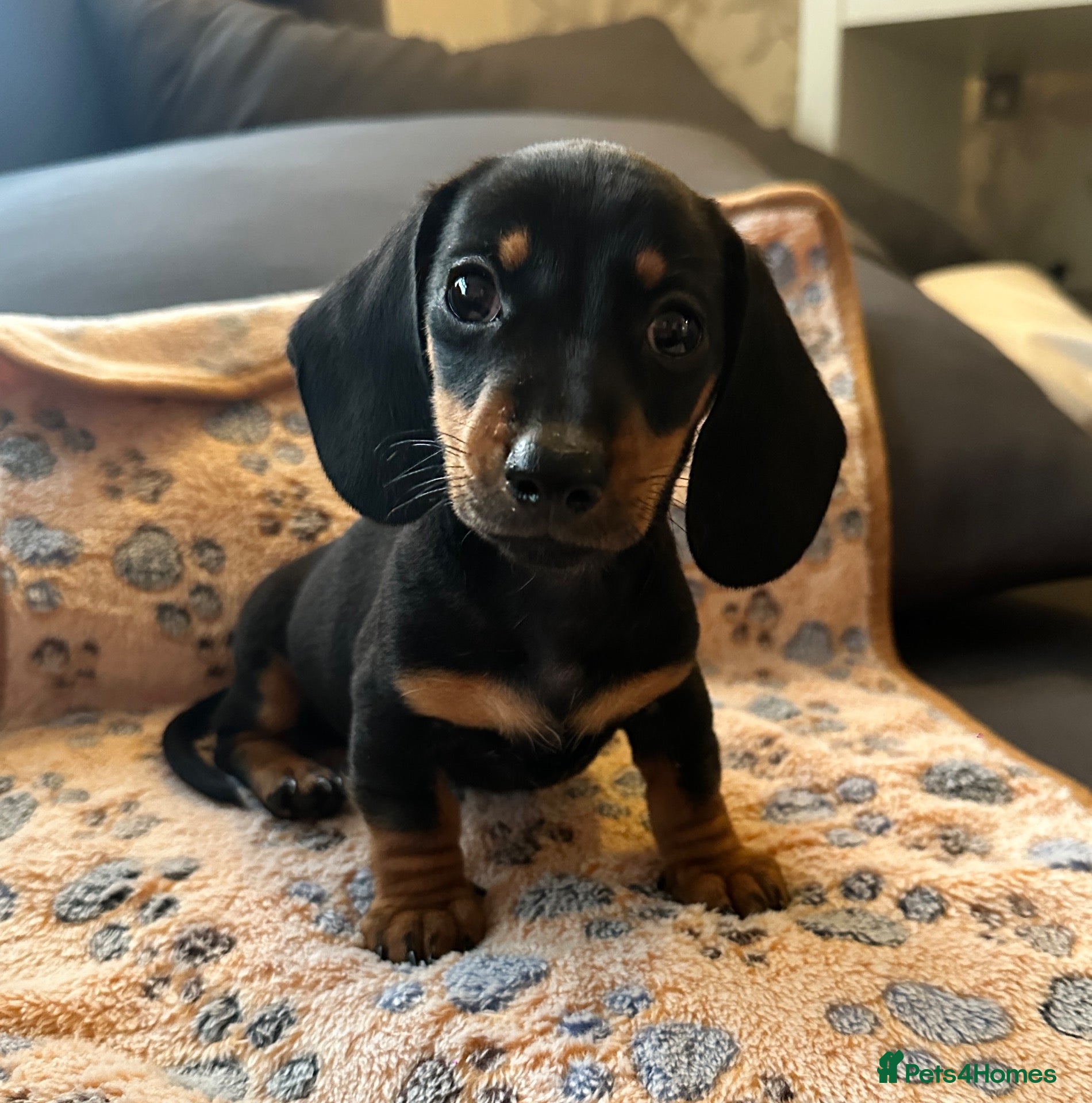 Miniature Dachshund dogs 🐾 LAST BOY LEFT - adorable miniature dachshund 🐾 - Advert 6