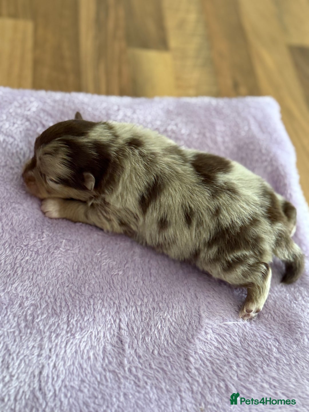 Pomeranian dogs for sale: BEAUTIFUL POMERANIAN PUPPIES  - Image 3