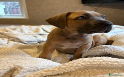 Boerboel dogs for sale: EXCEPTIONAL NABBR REGISTERED PUPPIES!  - Image 9