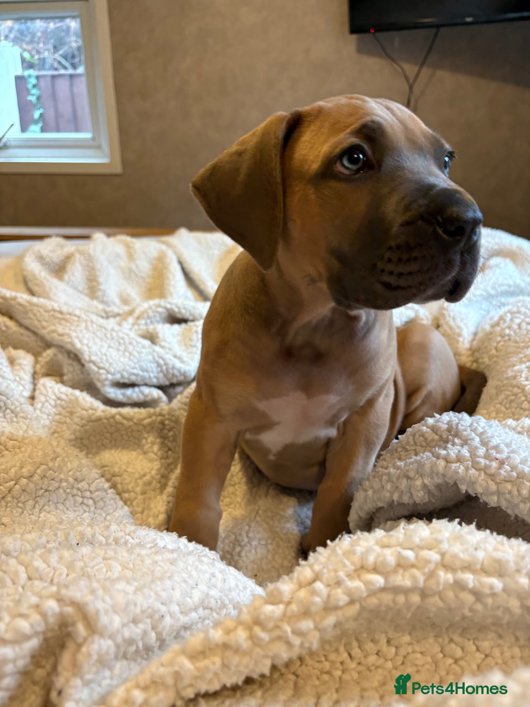Boerboel dogs for sale: EXCEPTIONAL NABBR REGISTERED PUPPIES!  - Image 9