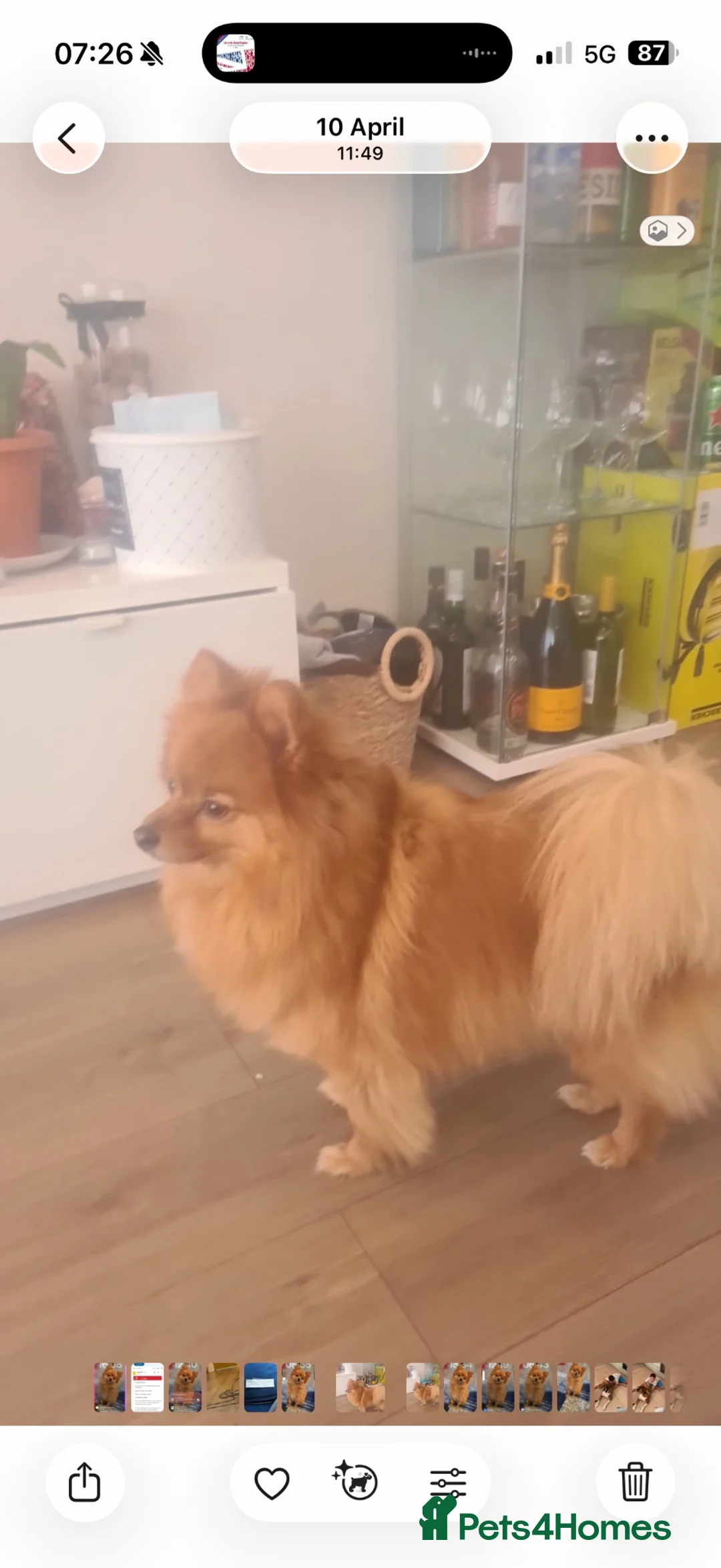 German Spitz dogs for adoption: Lovely German Spitz in Wembley - Advert 2