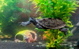 Turtle reptiles for sale: Map turtle and tank - Image 2