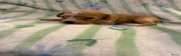 Cavapoo dogs for sale: Beautiful litter of cavapoo - Advert 26
