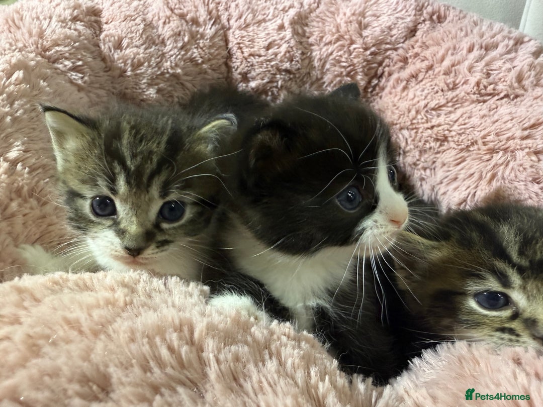 Mixed Breed cats for sale: Beautiful Ragdoll mixed kittens for Sale  - Advert 27