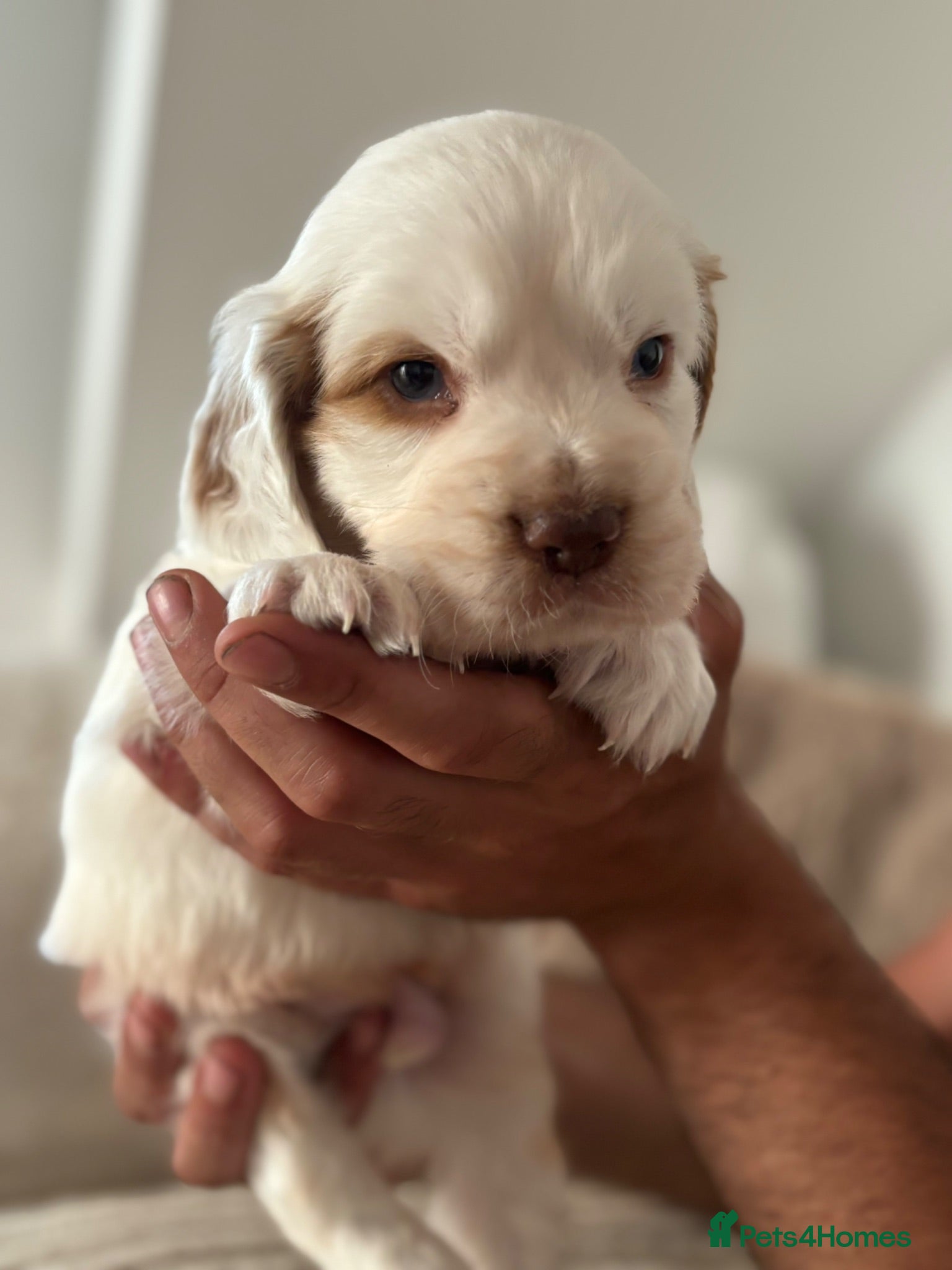 Clumber Spaniel dogs Top Quality Clumbers  - Advert 1