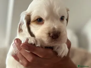 Clumber Spaniel dogs Top Quality Clumber Girl - Advert 11