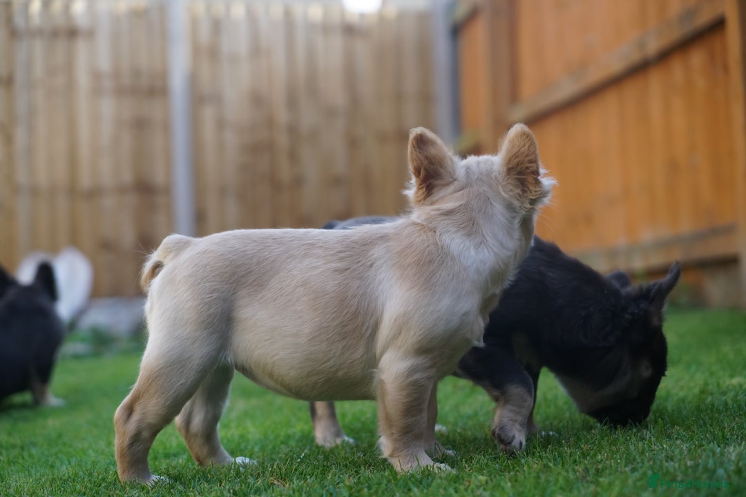 French Bulldog dogs for sale: Exceptional KC Fluffy French Bulldog Puppies - Image 18