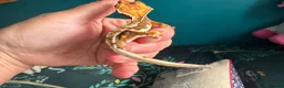 Gecko reptiles for sale: Baby gargoyle geckos and baby cresties lilys etx - Advert 38