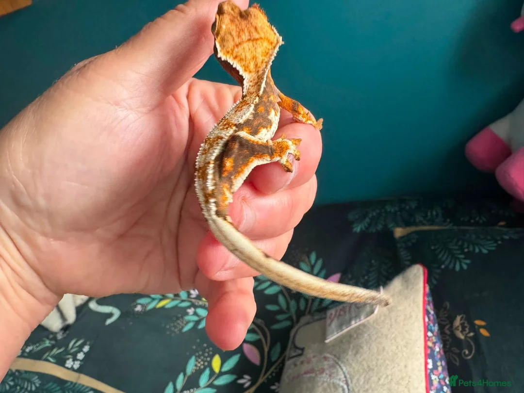 Gecko reptiles for sale: Breeding cresties and gargs and babies - Advert 40