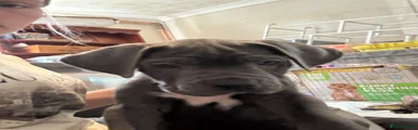 Cane Corso 7