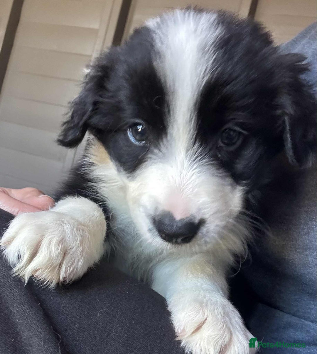 Border Collie dogs for sale: Stunning Border Collie Puppies- merle, b&w - Image 5