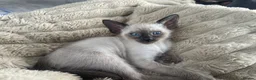 Siamese cats for sale: Last girl lilac point left  - Advert 17