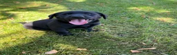 Labrador Retriever dogs for sale: Handsome Labrador dogs available  in Durham - Advert 8