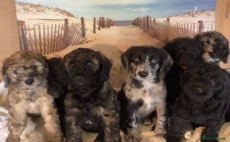 Poodle dogs - Advert 11