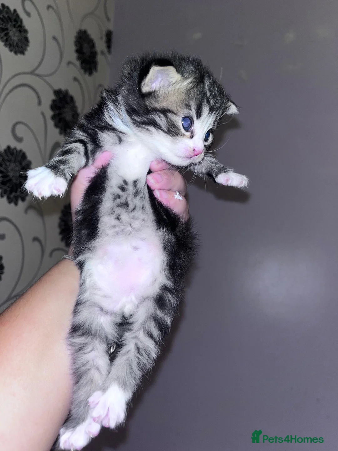 Mixed Breed cats for sale: Kittens  in Gillingham - Advert 23