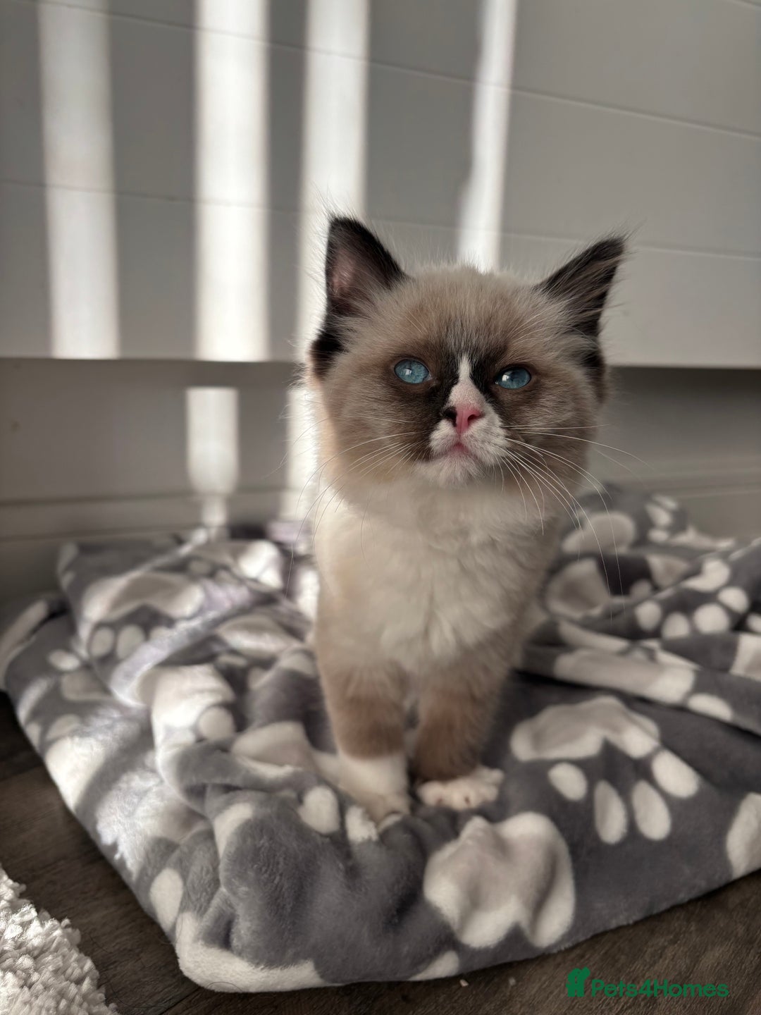 Ragdoll cats for sale: Tilbury  - Advert 7