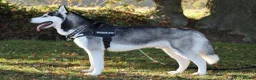 Siberian Husky dogs for stud: Siberian Husky for Stud in Bishop's Stortford - Advert 4