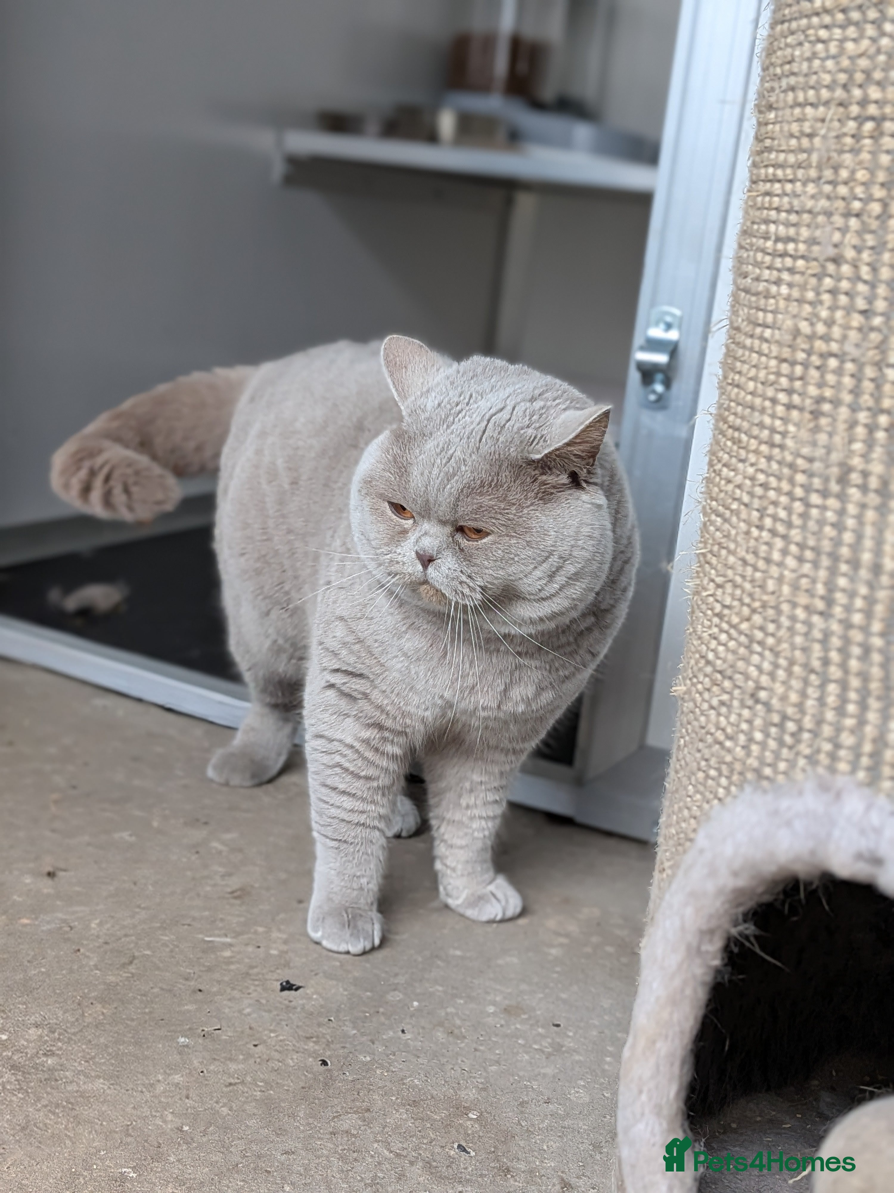 British Shorthair cats Lilac Champion Stud Derbyshire GCCF/TICA  in Derby - Advert 19