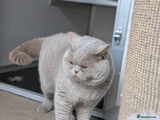 British Shorthair cats Lilac Champion Stud Derbyshire GCCF/TICA in Derby - Advert 19