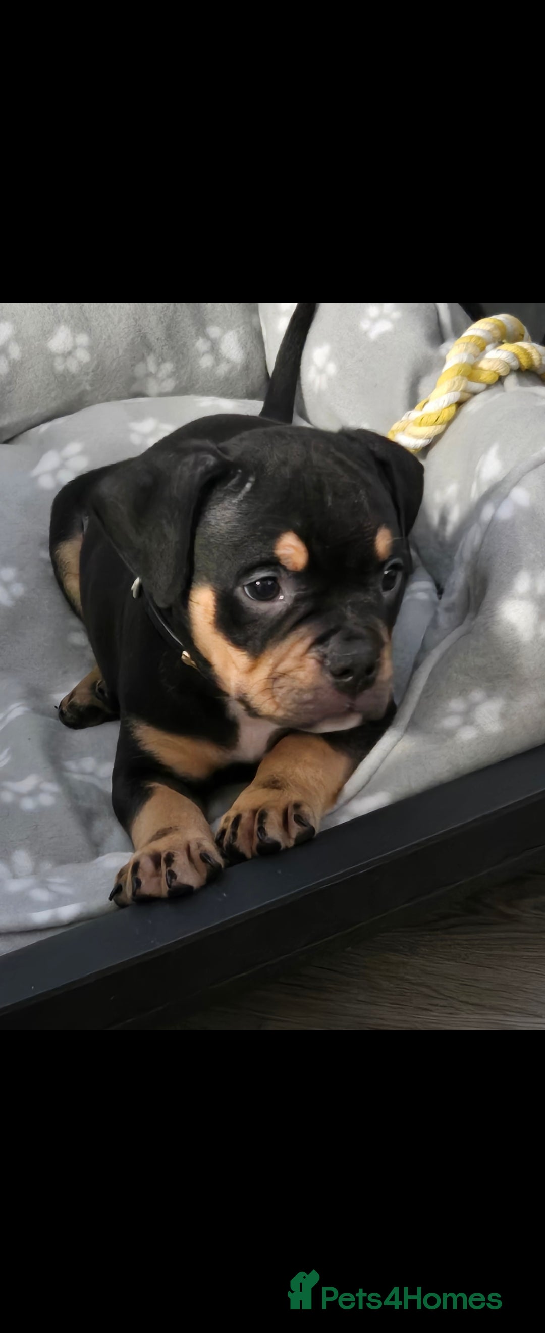 Mixed Breed dogs for sale: Pocket Bully - Advert 2