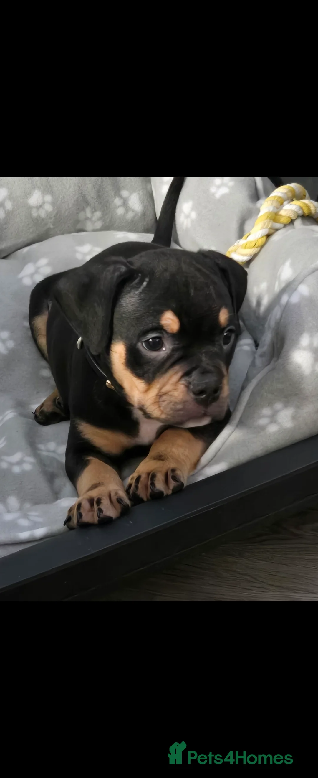 Mixed Breed dogs for sale: Pocket Bully - Advert 2