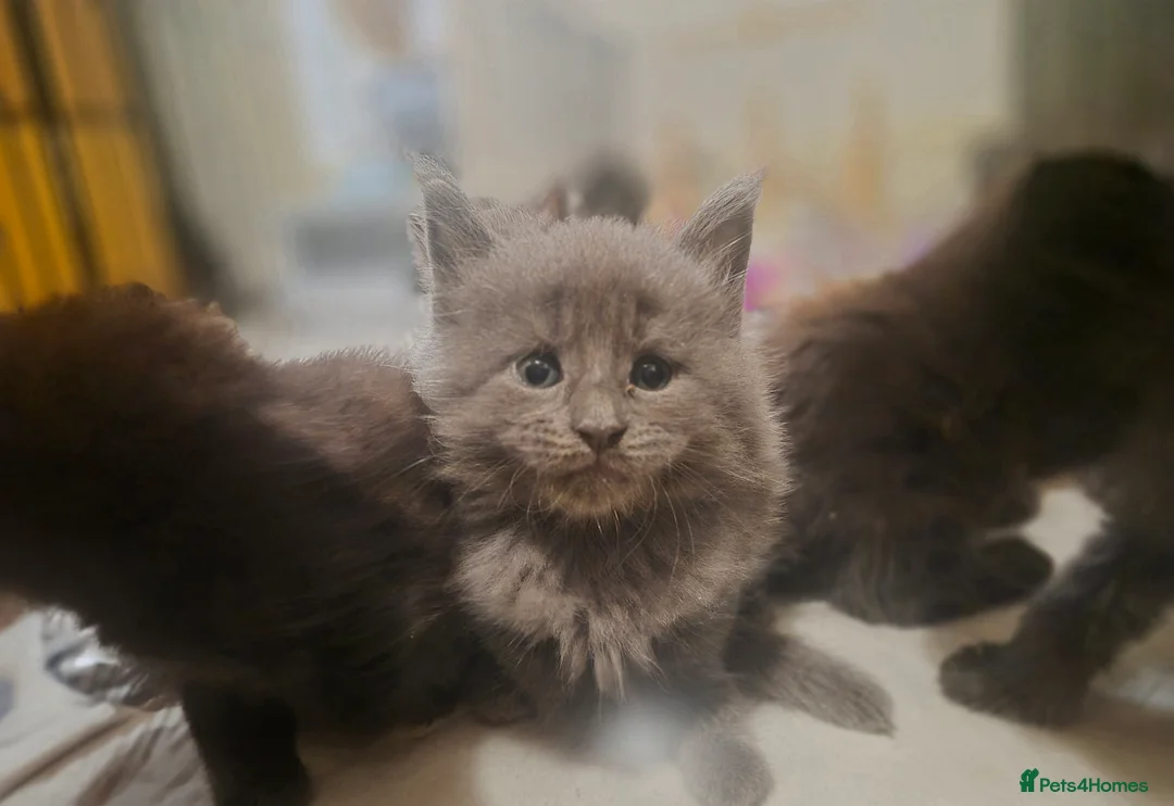 Maine Coon cats for sale: 5 beautiful maine coons left  - Advert 1