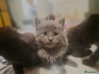 Maine Coon cats 5 beautiful maine coons left - Advert 1