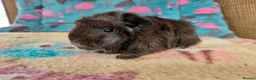 Guinea Pig rodents for sale: Young Adult Retired Sheltie Baby Peru/Funky Sows  - Advert 1