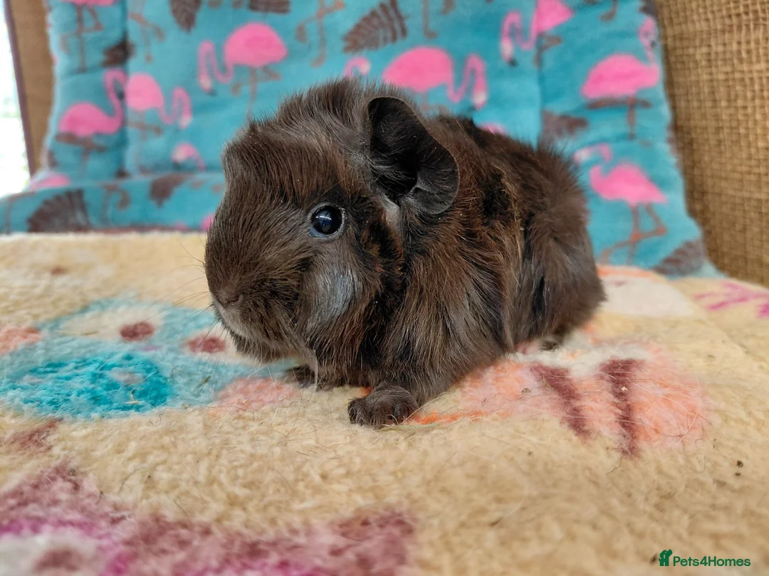 Guinea Pig rodents for sale: Young Adult Retired Sheltie Baby Peru/Funky Sows  - Advert 1