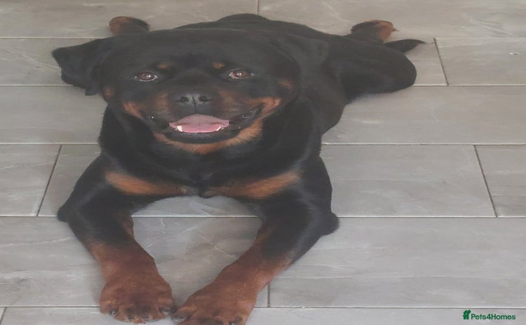 Rottweiler dogs - Advert 1
