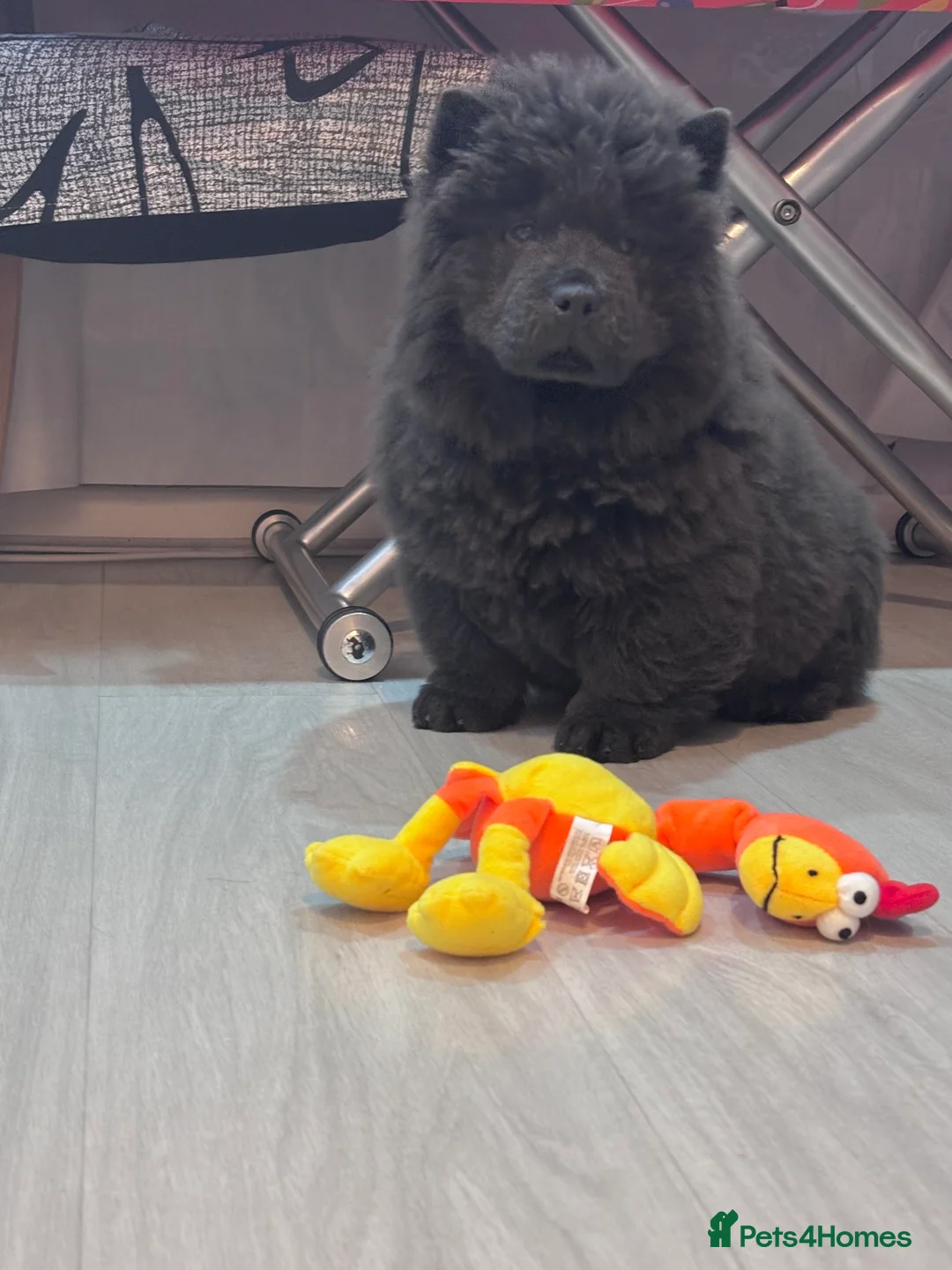 Chow Chow dogs for sale: Last Blue boy Chow Chow  - Advert 12