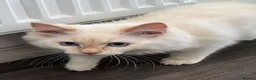 Ragdoll cats for sale: 1 Rare Cream Point Ragdoll Kitten Available - Advert 2