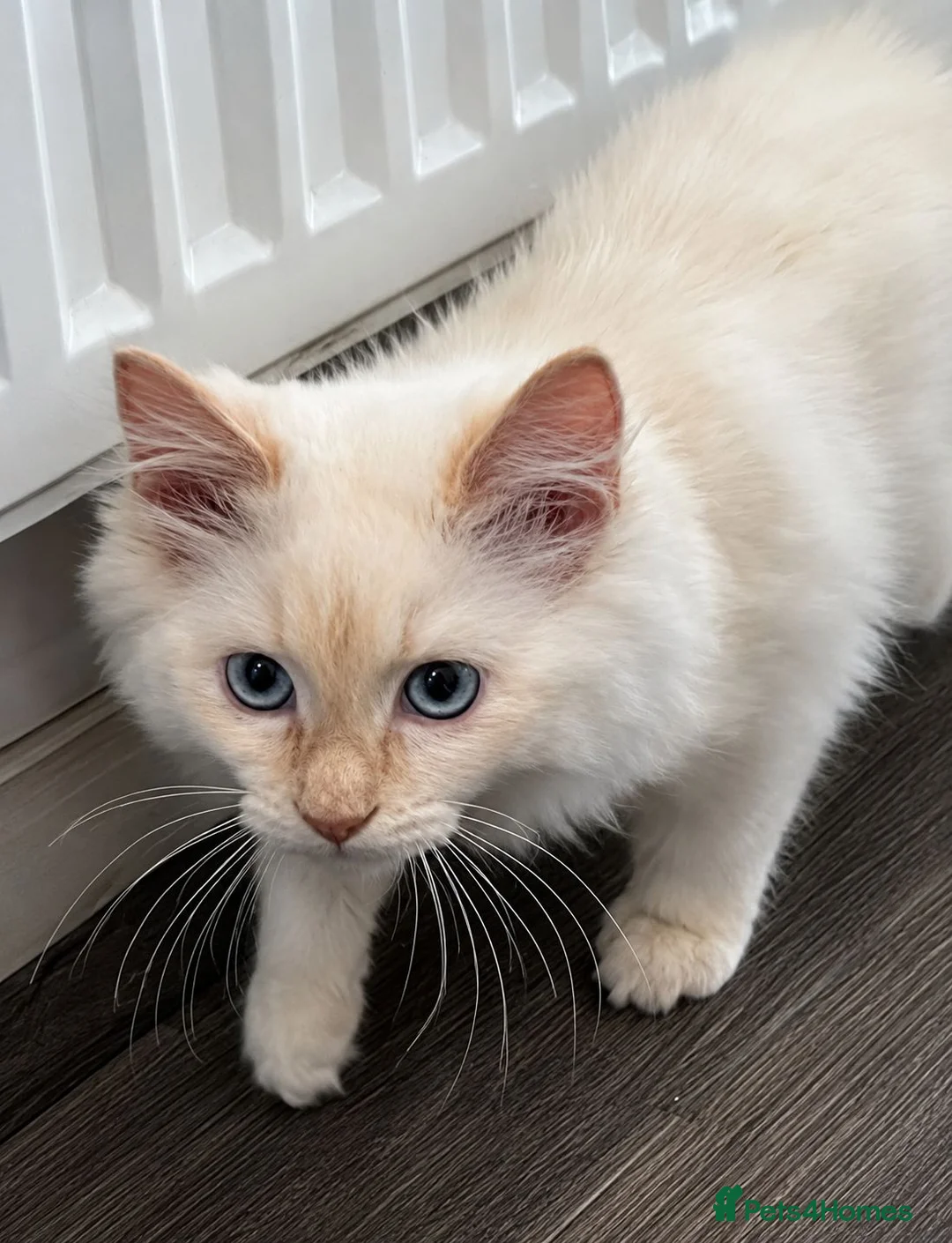 Ragdoll cats for sale: 1 Rare Cream Point Ragdoll Kitten Available - Advert 2